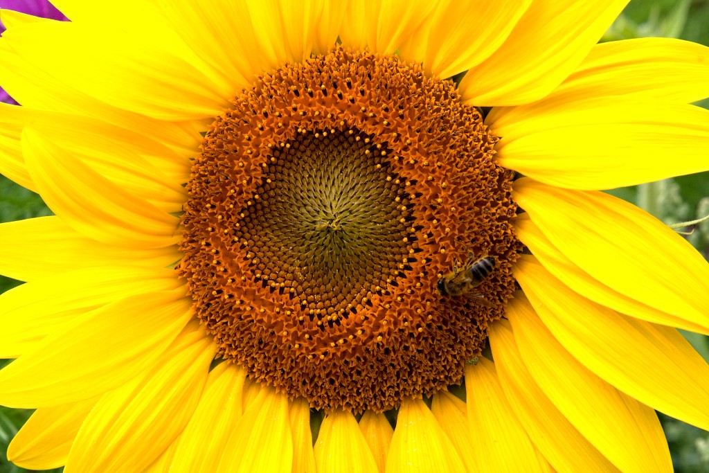 lente zomer herfst winter seizoen seizoenen voorjaar najaar hdr paddenstoelen bladeren mist regen sneeuw strand vakantie